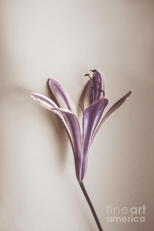 Vintage purple bloom Photograph by Jorgo Photography