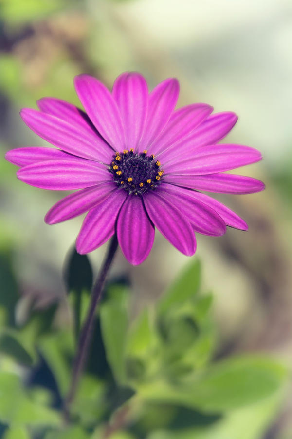 Vintage Purple Daisy  Photograph by Saija Lehtonen