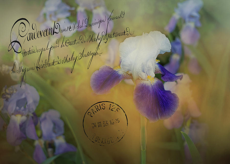 Vintage Purple Irises Photograph by TnBackroadsPhotos 