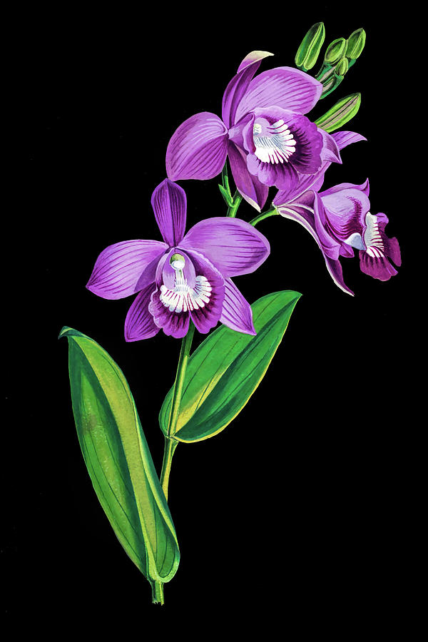 Vintage purple  Orchidx Photograph by Tom Prendergast