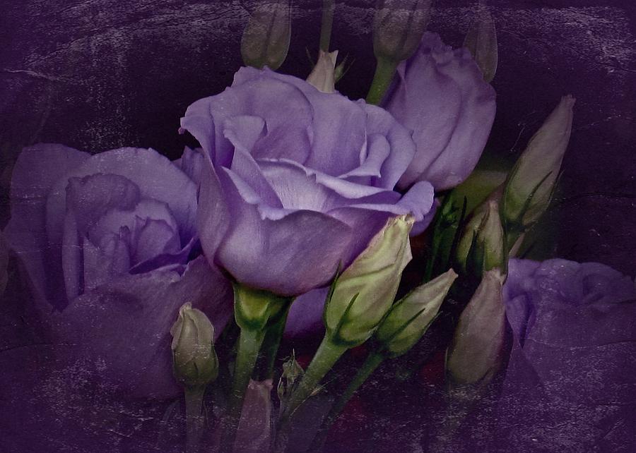 Vintage Purple Roses Photograph by Richard Cummings