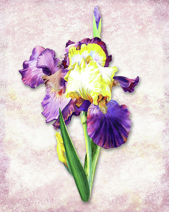 Vintage Purple Watercolor Iris Painting