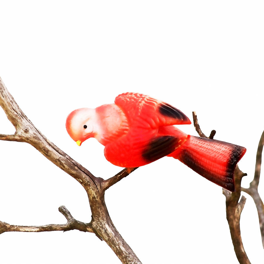 Vintage Red Bird Photograph by Art Block Collections