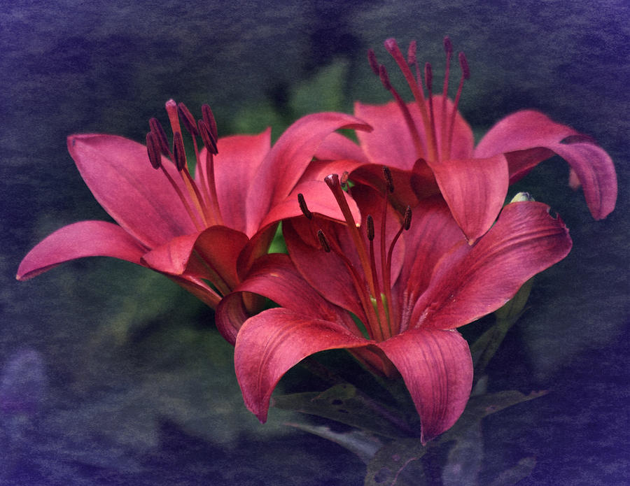 Vintage Red Lillies Photograph by Richard Cummings