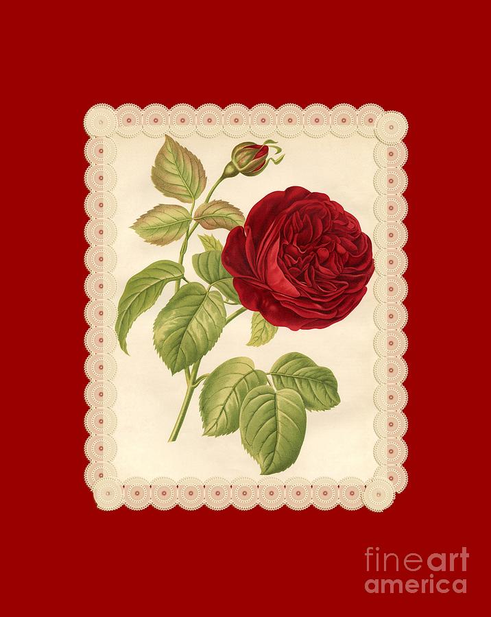 Vintage Red Rose Digital Art by Anne Kitzman