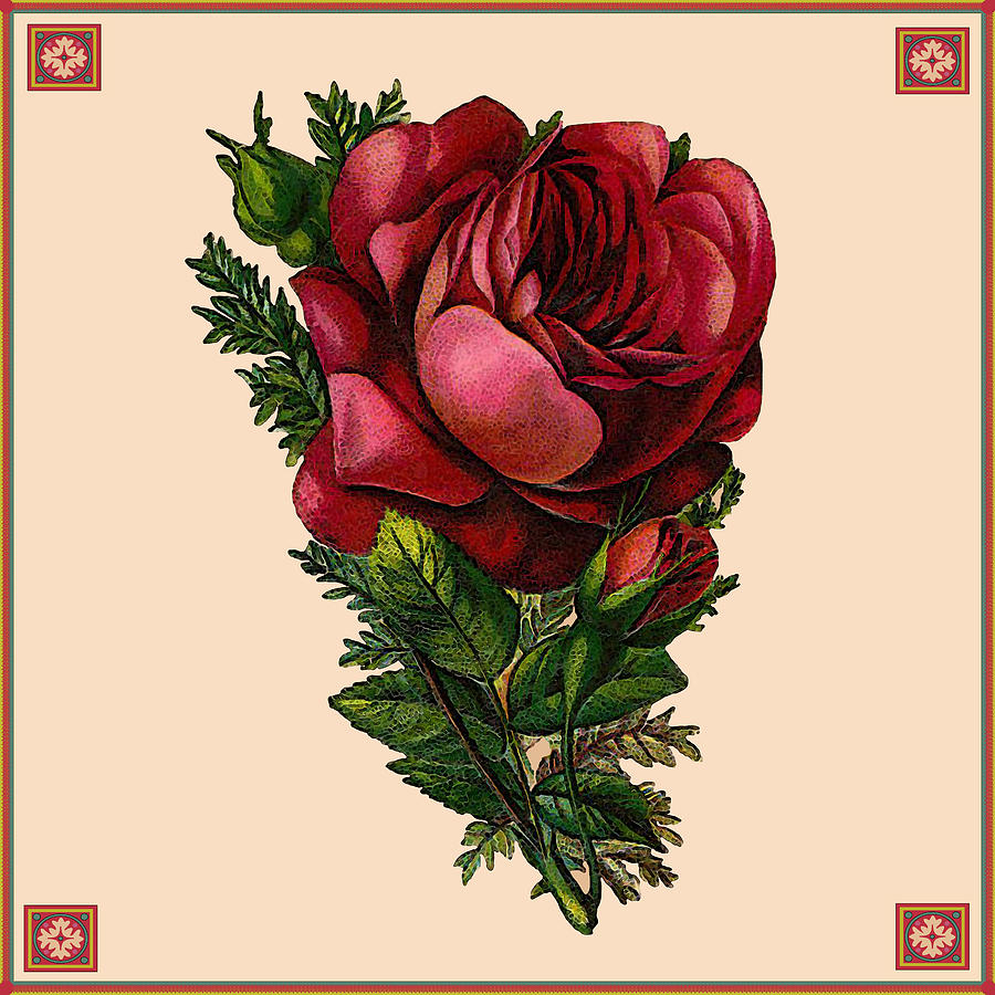 Vintage Red Rose Botanical Digital Art By Joy Mckenzie Fine Art America