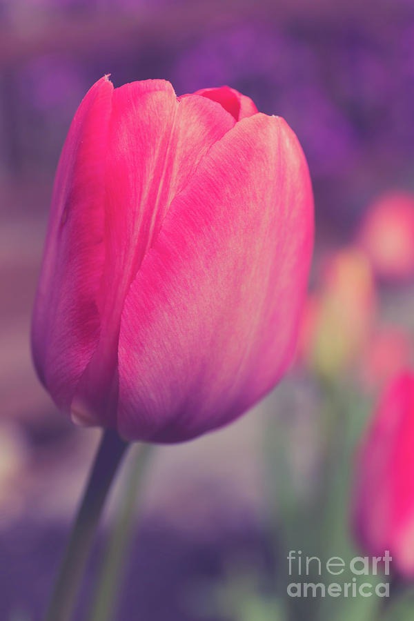 Vintage Red Tulip Flower Photograph by Edward Fielding