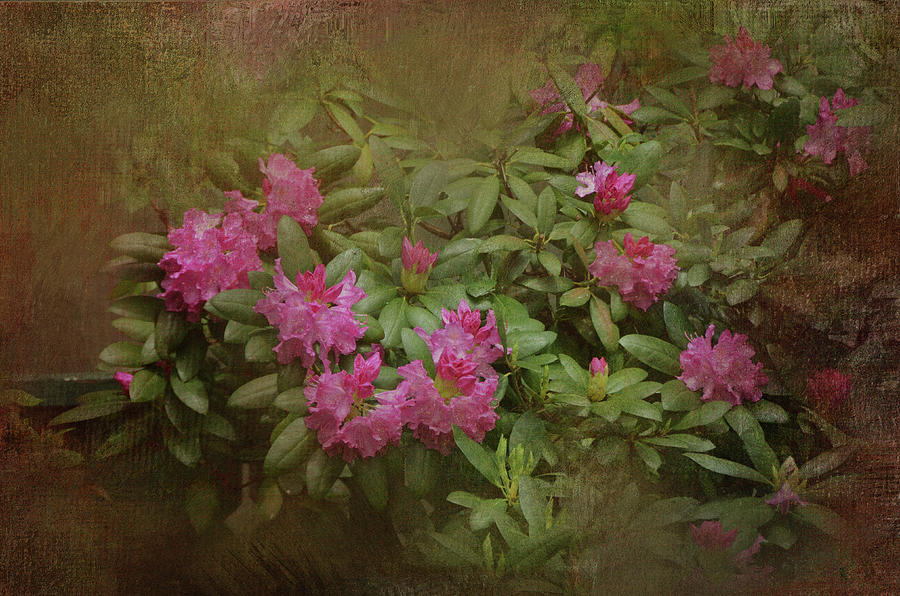 Vintage Rhododendron Photograph by Carla Parris