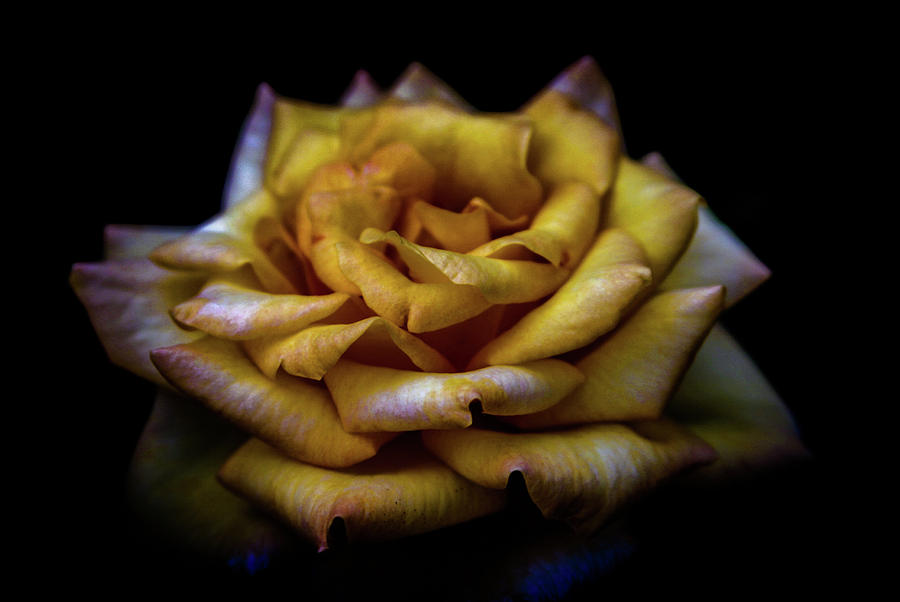 Vintage Rose 4694 H_2 Photograph by Steven Ward