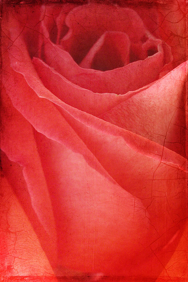 Vintage Rose Photograph by Cathy Kovarik