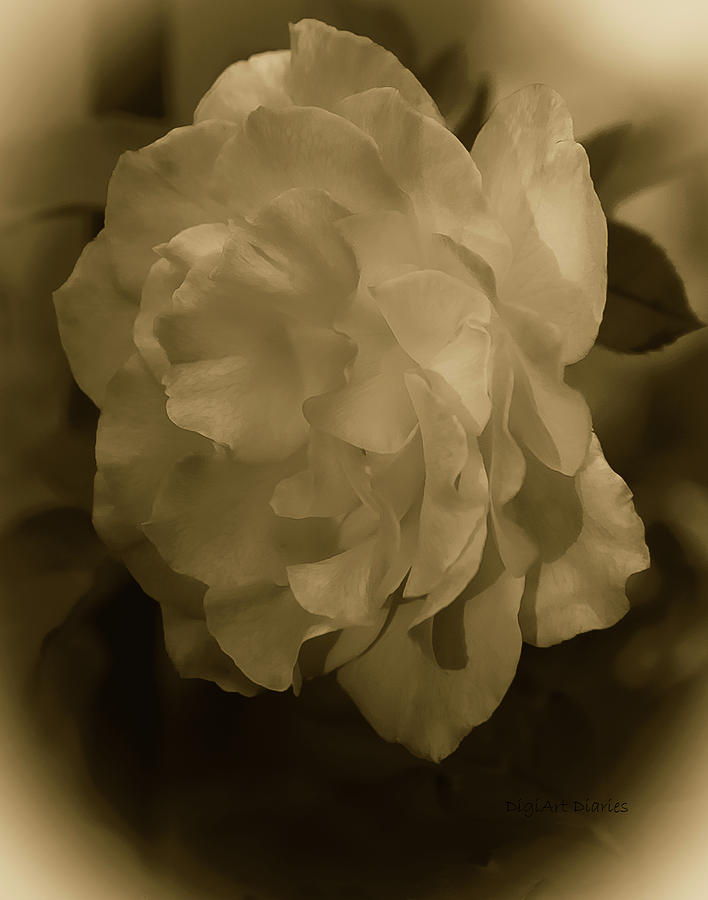 Vintage Rose Photograph by DigiArt Diaries by Vicky B Fuller
