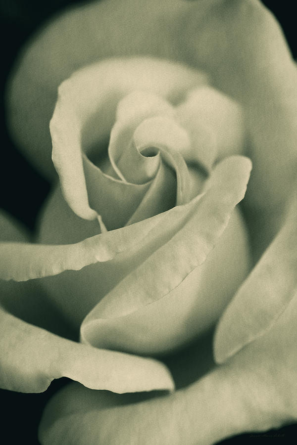 Vintage Rose in Green Photograph by Jennie Marie Schell