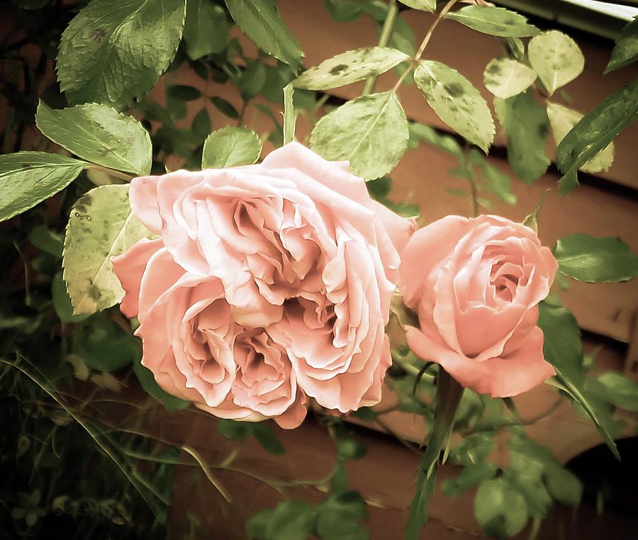 Vintage Rose Photograph by Linda Chambers - Pixels