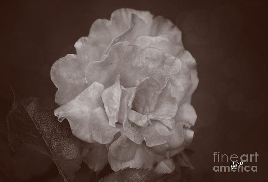 Vintage Rose Photograph by Maria Urso