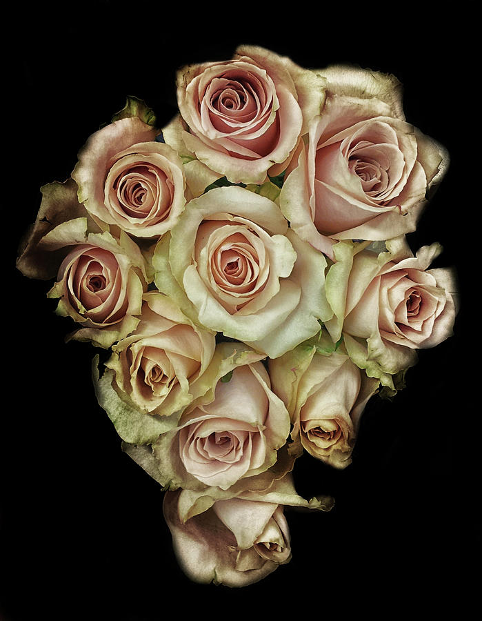 Vintage Rose Photograph
