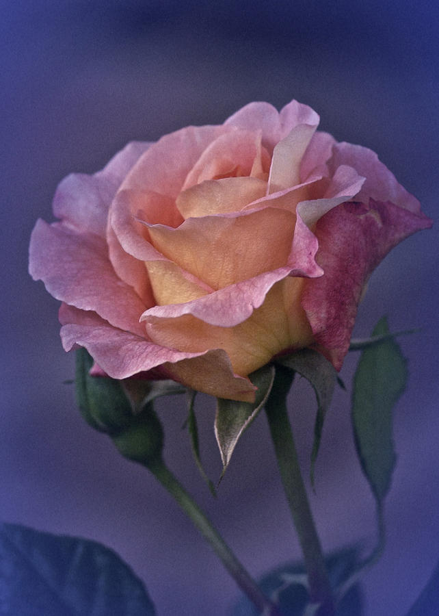 Spring Photograph - Vintage Rose May 2015 by Richard Cummings