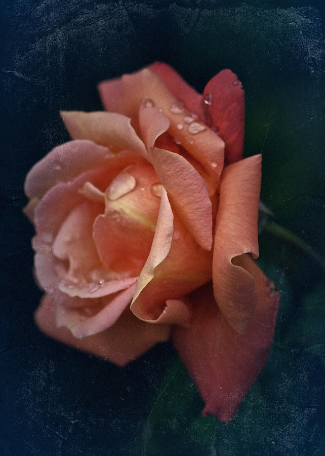 Vintage Rose Oil Photograph by Richard Cummings