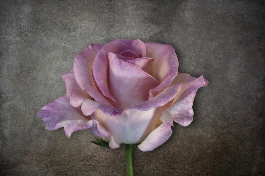 Vintage Rose on Gray Digital Art by Terry Davis