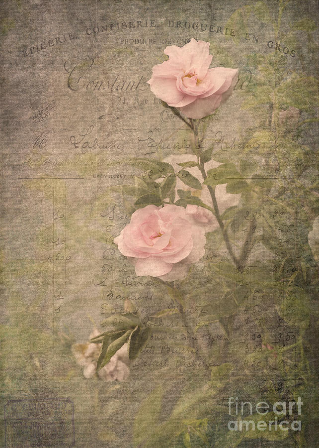 Rose Digital Art - Vintage Rose Poster by Liz  Alderdice
