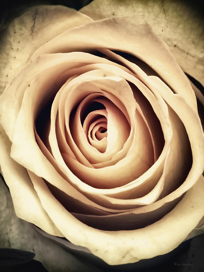 Vintage Rose Photograph by Wim Lanclus