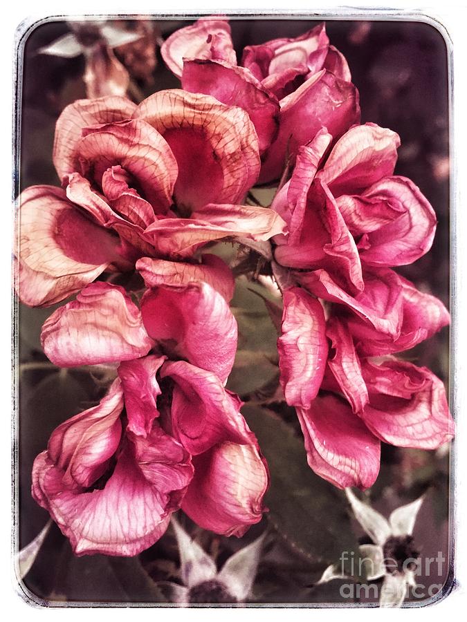 Vintage Roses Photograph by Debra Martz