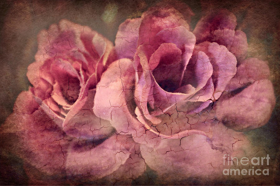 Vintage Roses - Deep Pink Photograph by Judy Palkimas