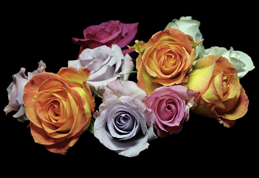 Vintage Roses Photograph by Diana Angstadt