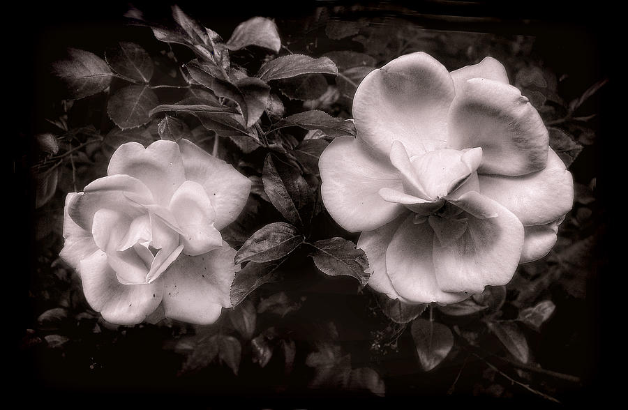 Vintage Roses in Antique Tones No 2 Photograph by Louise Kumpf
