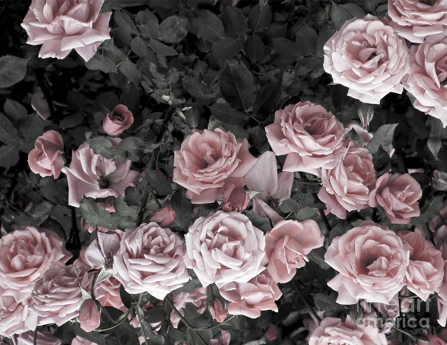 Vintage Roses In Pink 2 Photograph