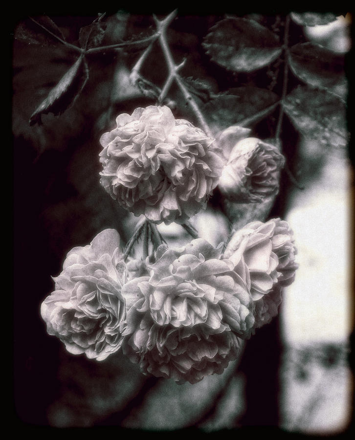 Rose Photograph - Vintage Roses by Louise Kumpf