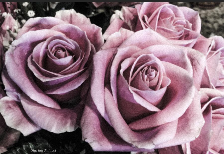 Vintage Roses Photograph by Marian Lonzetta
