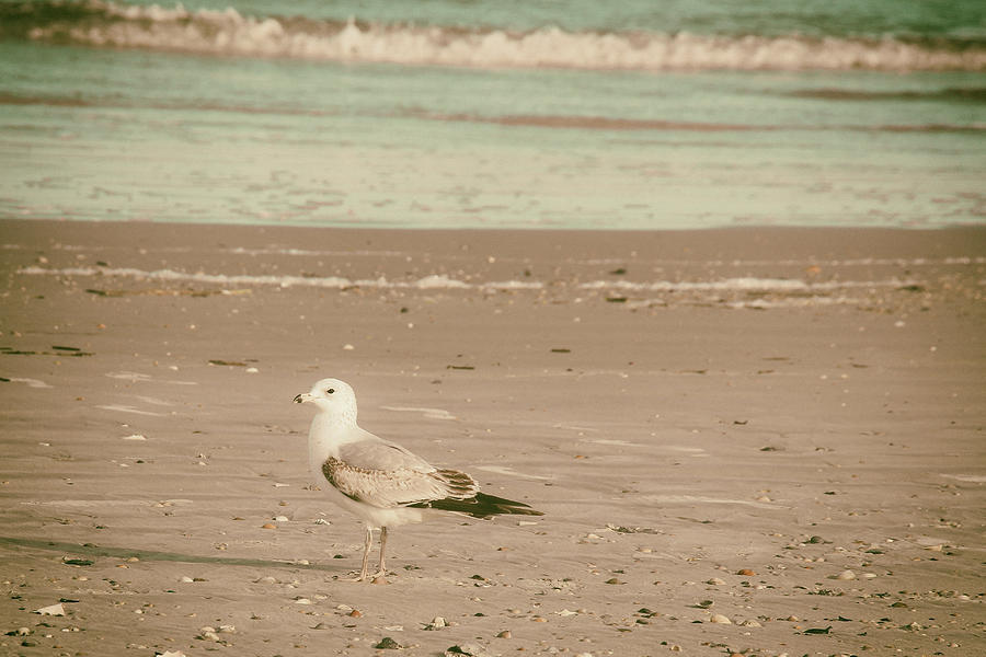 Vintage Sea Gull Photograph