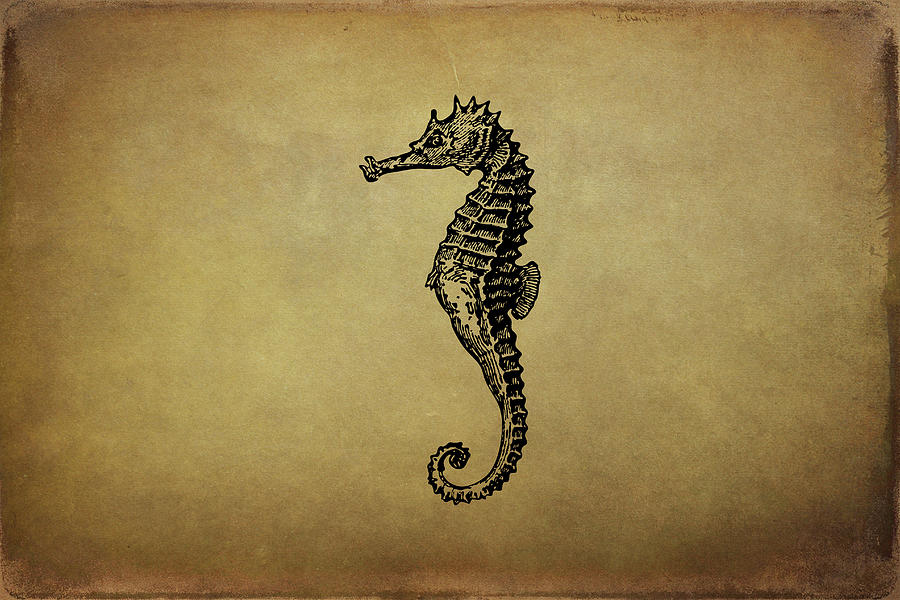 Seahorse Drawing - Vintage Seahorse Illustration by Peggy Collins