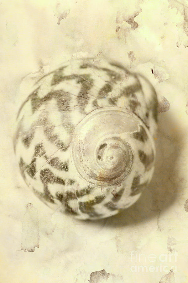Vintage seashell still life Photograph by Jorgo Photography