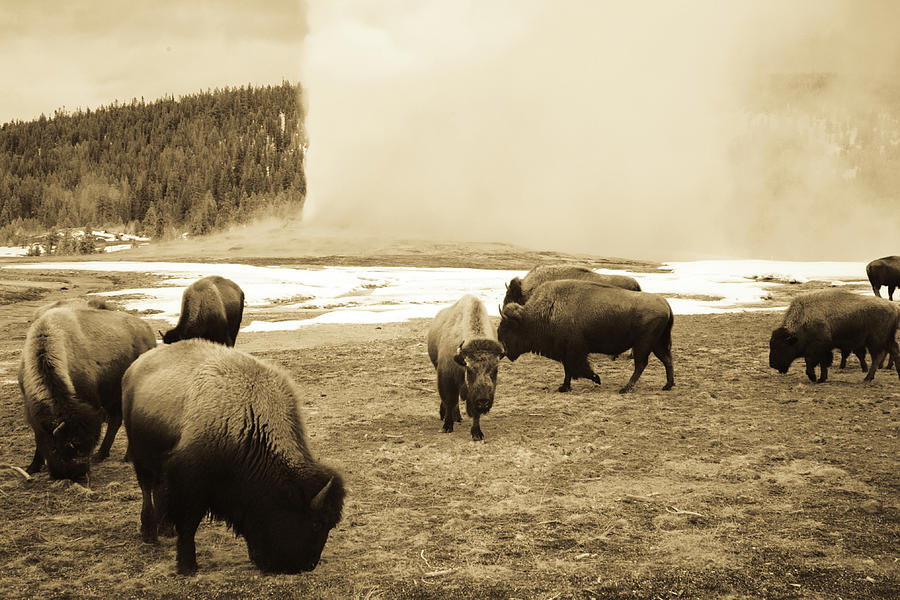 Vintage Sepia Bison Grazing Next To Old Faithful Geyser, Yellows Photograph