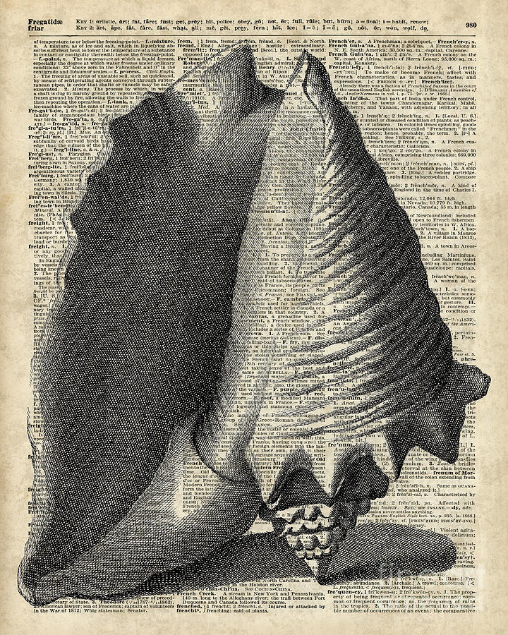 Vintage Drawing - Vintage Shell over Dictionary book page by Anna W