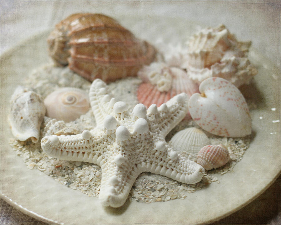 Vintage Shells Photograph by Sherry Hahn - Fine Art America