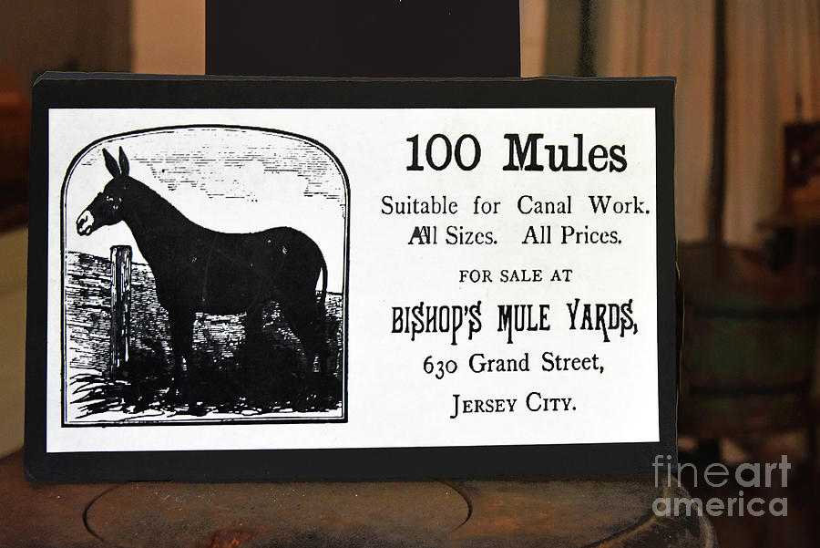 Vintage Sign -Mules for Sale Photograph by Regina Geoghan - Fine Art