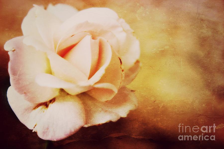 Vintage Soft Pink Photograph by Clare Bevan