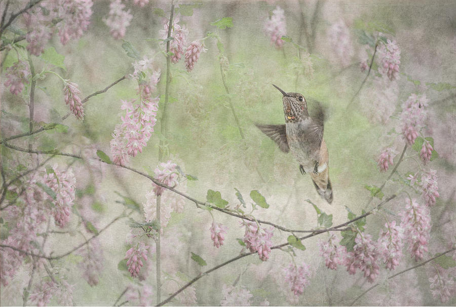 Hummingbird Photograph - Vintage Spring by Angie Vogel