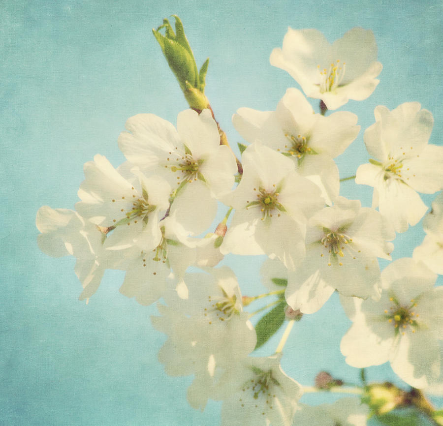 Spring Photograph - Vintage Spring Blossoms by Kim Hojnacki