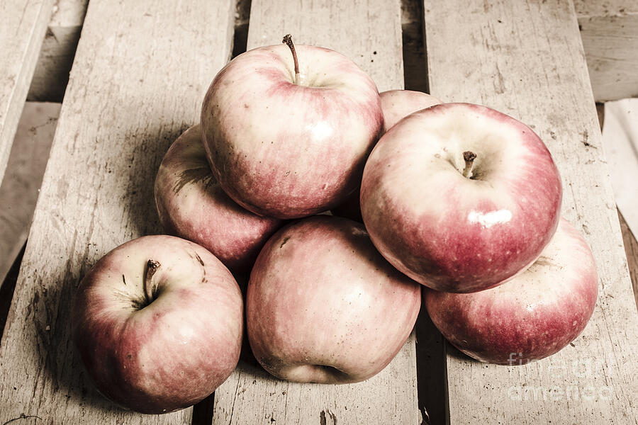Vintage still-life apples Photograph by Jorgo Photography Vintage still-life apples Photograph by Jorgo Photography