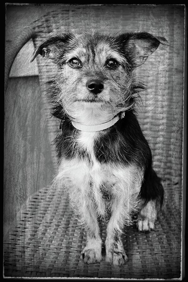 Vintage Style Dog Portrait Photograph by Angie Tirado