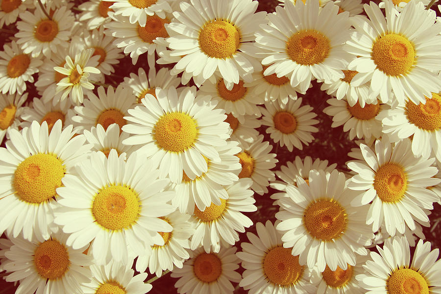Vintage summer daisies Photograph by Steve Ball