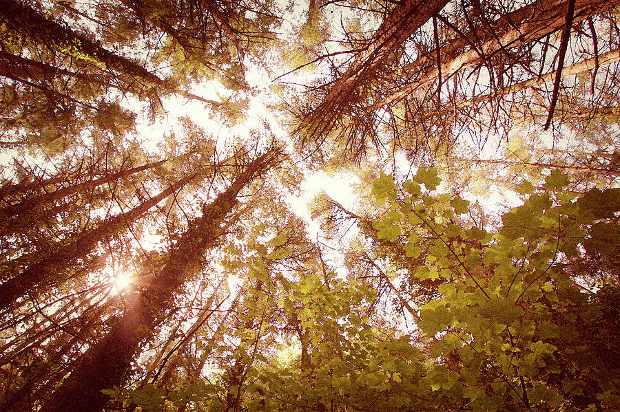 Vintage Summer Trees Photograph by Steve Ball