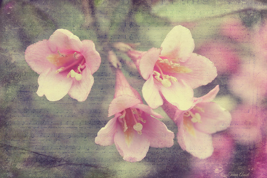 Vintage Spring Weigela Digital Art by Trina Ansel