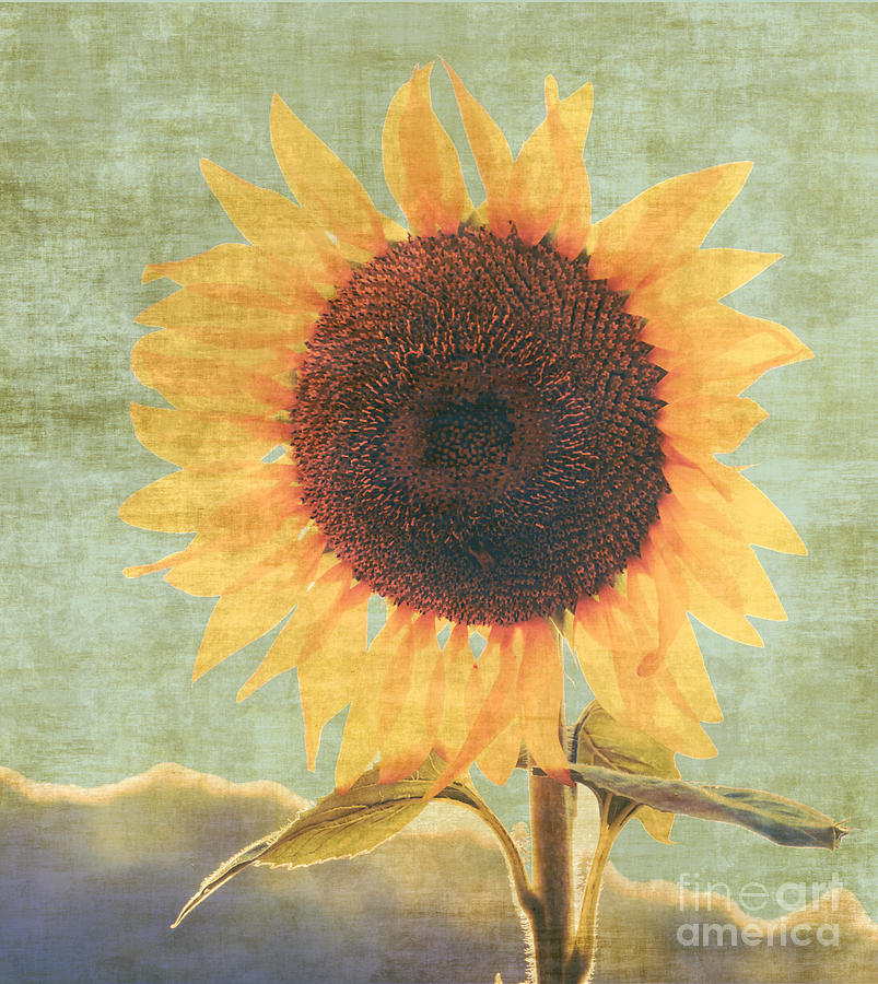 Vintage Sunflower Photograph by Andrea Anderegg