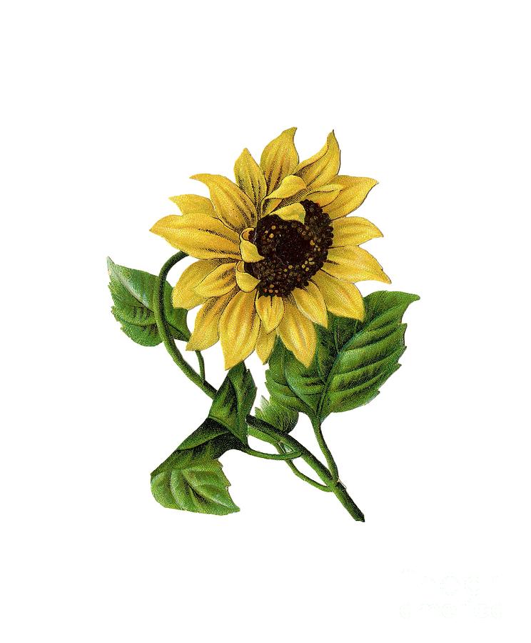 Vector Drawing Of Sunflower In Two Versions Black And White And Color  High-Res Vector Graphic - Getty Images