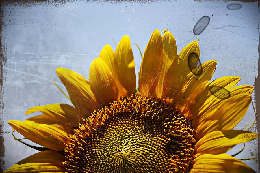 Vintage Sunflower- Fine Art Photograph by KayeCee Spain