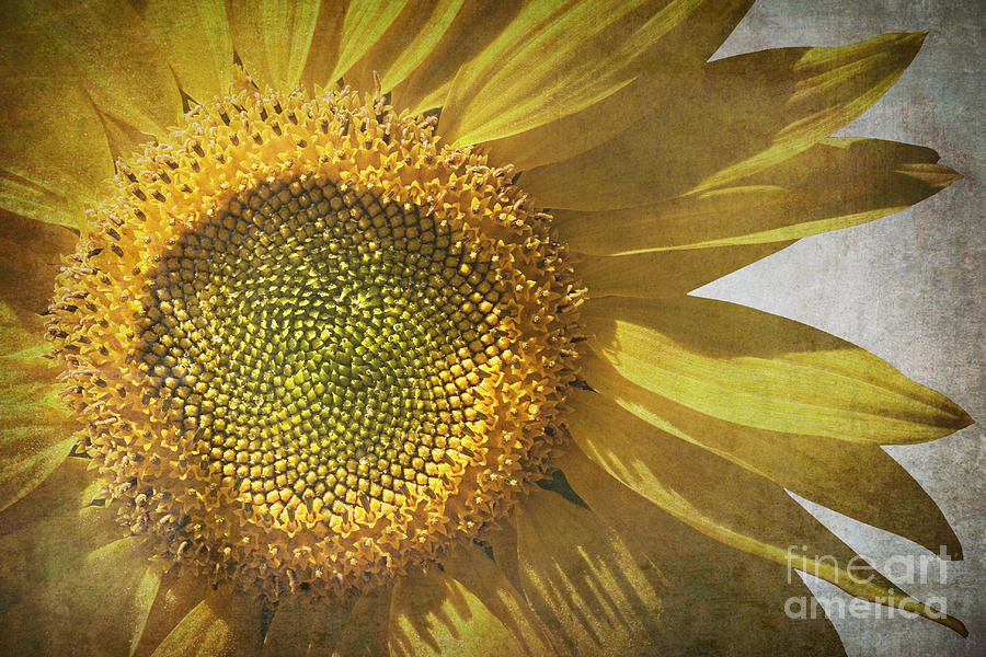 Vintage sunflower Photograph by Jane Rix